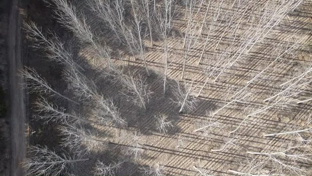 Aerial views forest in Spain