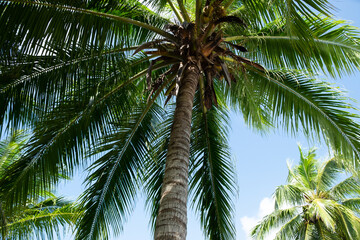 Coconut palm tree