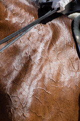 Close up detail of the veins of a horse during competition