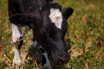 Black and white calf grazing in field, livestock feed, summer countryside life concept.