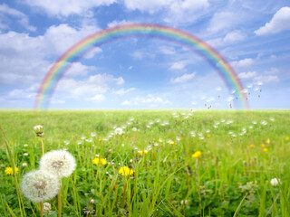 空想で描いた風景、大草原とタンポポの綿毛、そして虹の向こうへ