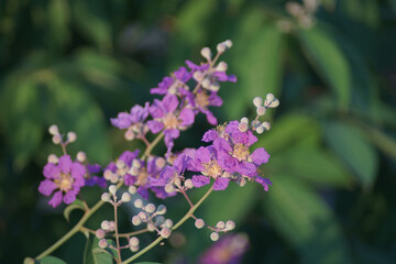 Lagerstroemia calyculata Kurz or Lythraceae flower ,Beautiful purple flower on tree