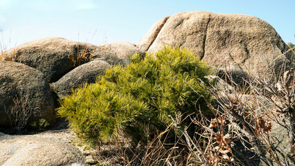The charm of pine trees.