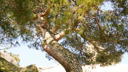 Fototapeta premium The charm of pine trees.