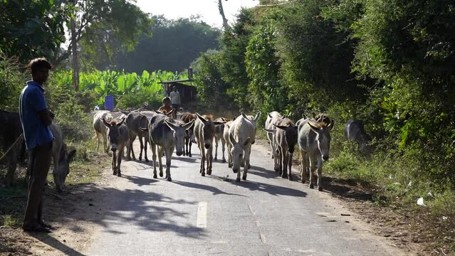 Group of wild donkeys or mule jackass walking on road,| Domestic animals on road
