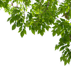 Fototapeta na wymiar Green tree branch isolated on white background, nature frame background