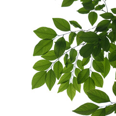 Fototapeta na wymiar Green tree branch isolated on white background, nature frame background