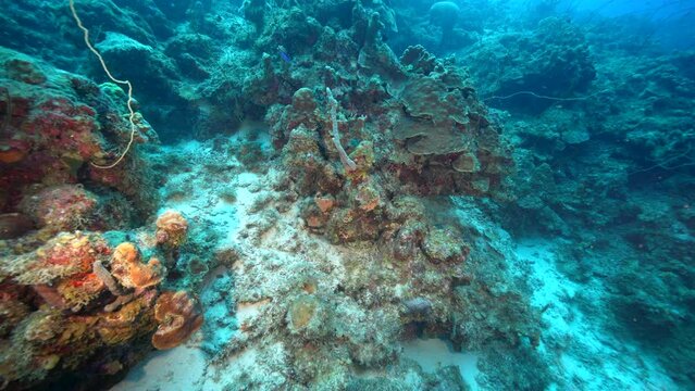 Seascape with various fish, coral, and sponge in the coral reef of the Caribbean Sea, Curacao
