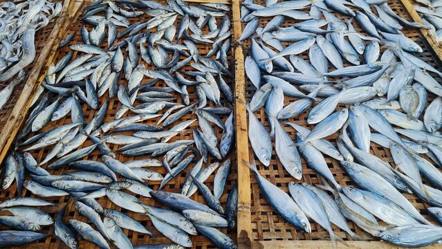 Dried fish process and salted fish process