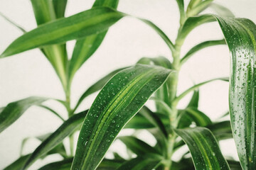 dracena sanderiana plant,