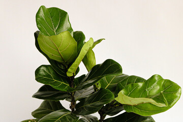 hojas verdes de Ficus Pandurata (higo de hoja de violín) en la rama