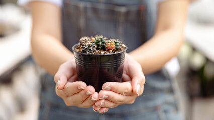 Female gardener concept several tiny cactuses in the black plastic pot held by two hands of the one...