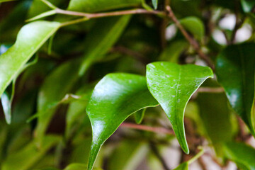 ficus bensamina green leaf detail