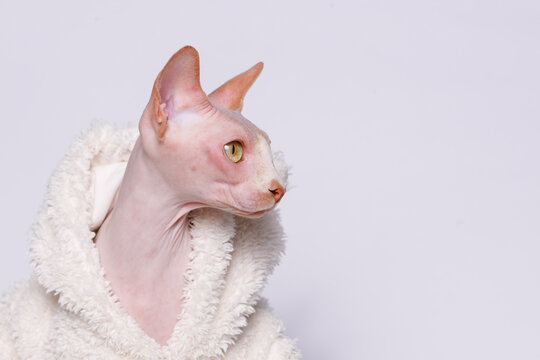 Cute cat of breed sphinx wearing in fashion white fur coat. Naked cat. A kitten without wool. Gray background. Free space for text. Wide angle horizontal wallpaper or web banner.