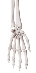 3d rendered medically accurate illustration of the deep transverse metacarpal ligament
