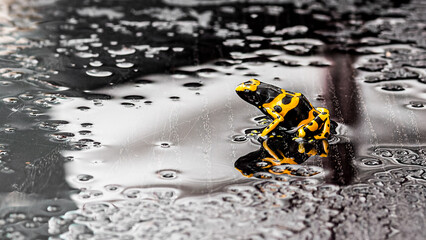 Gelbgebänderter Baumsteiger