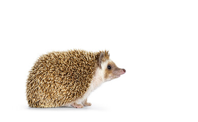 Cute young oak brown African pygmy hedgehog, walking side ways Looking up and away from camera....