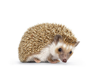 Cute young oak brown African pygmy hedgehog, standing side ways Looking down and away from camera. Isolated on a white background.