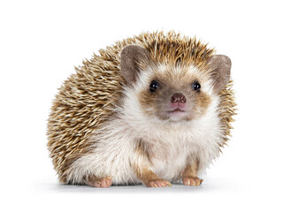 Cute young oak brown African pygmy hedgehog, sitting facing front. Looking straight to camera....