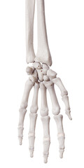 3d rendered medically accurate illustration of the medial joint capsules of the hand