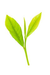 茶葉