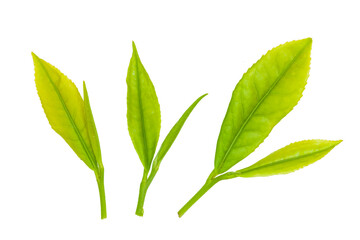茶葉