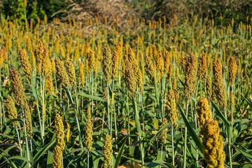 The view is that many sorghum fields that are ripe red are waiting to be harvested