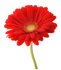Red Gerbera flower
