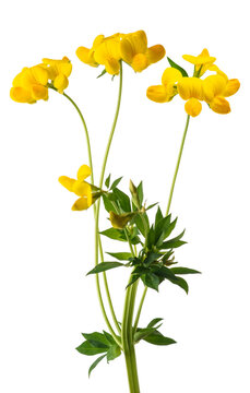  common bird's foot flowers
