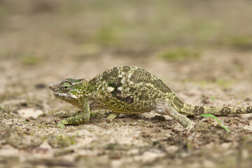 "Chameleon" Beautiful Animals