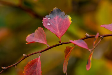 Naklejka na ściany i meble Nice autumn leawes with raindrops macro nature photo