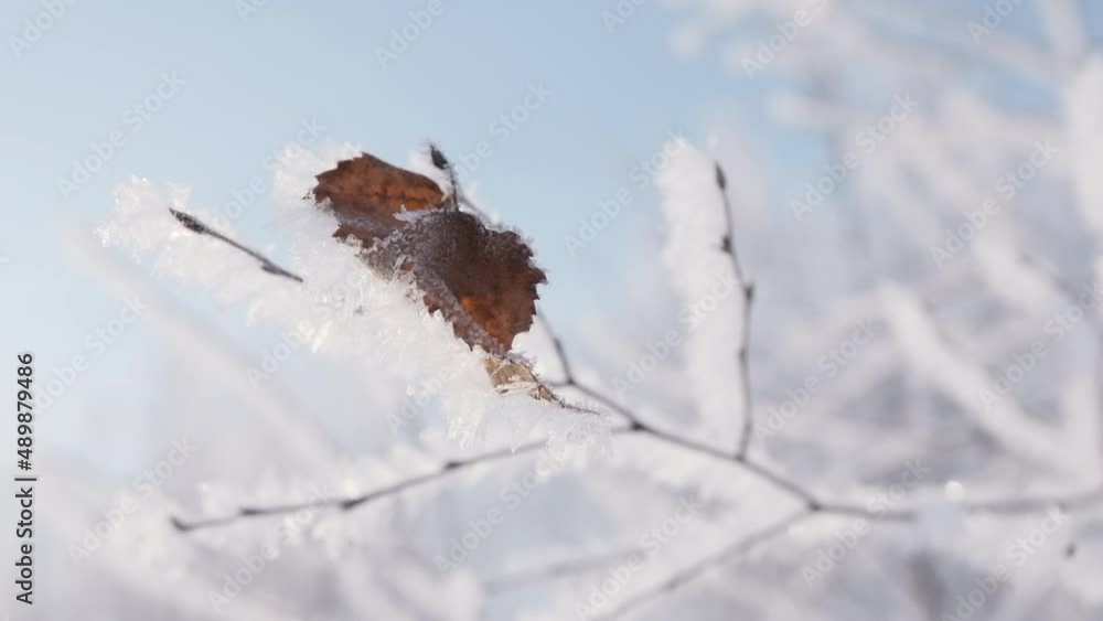 Poster close-up of beautiful tree branch in frost. creative. tree branch covered with frost. winter frost o