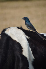 Fototapeta premium Beautiful Indian Birds wallpaper