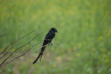Beautiful Indian Birds wallpaper