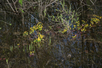 Obraz na płótnie Canvas Kaluzhnitsa marsh bushes in early spring