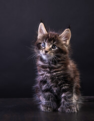 Fototapeta na wymiar maine coon kitten on a black background