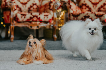 Two dogs in christmas decorations