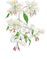 手描きの百合の花