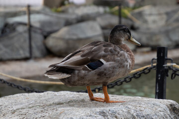 Mallard duck, Anas  platyrhynchos on a stone in the water park