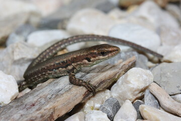 The common wall lizard, European wall lizard (podarcis muralis) in a natural habitat