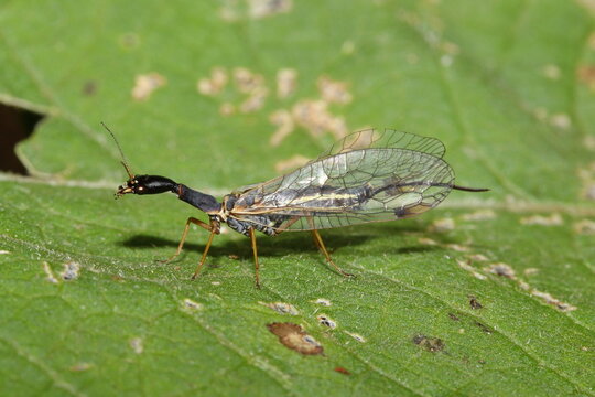 The snakefly (Dichrostigma flavipes) in a natural habitat