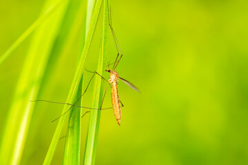 Nephrotoma appendiculata, spotted cranefly