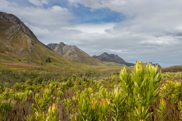 Landscape of Kogelberg Nature reserve in South Africa