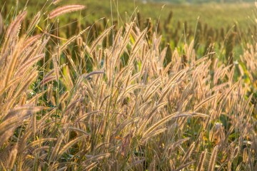 Grass flowers on the side of the road with morning sunshine