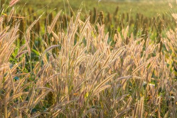 Grass flowers on the side of the road with morning sunshine