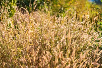 Grass flowers on the side of the road with morning sunshine