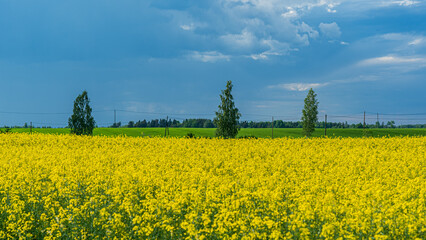 Ukaraina Flag From Plants and Heaven. Blue and yellow. Peace in the world..