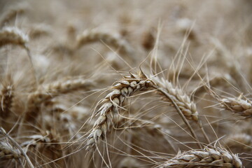 Ripe barley on the field.