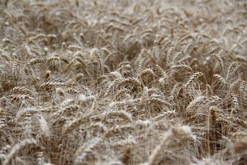 Ripe barley on the field.