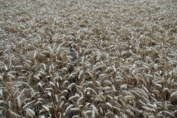 Ripe barley on the field.